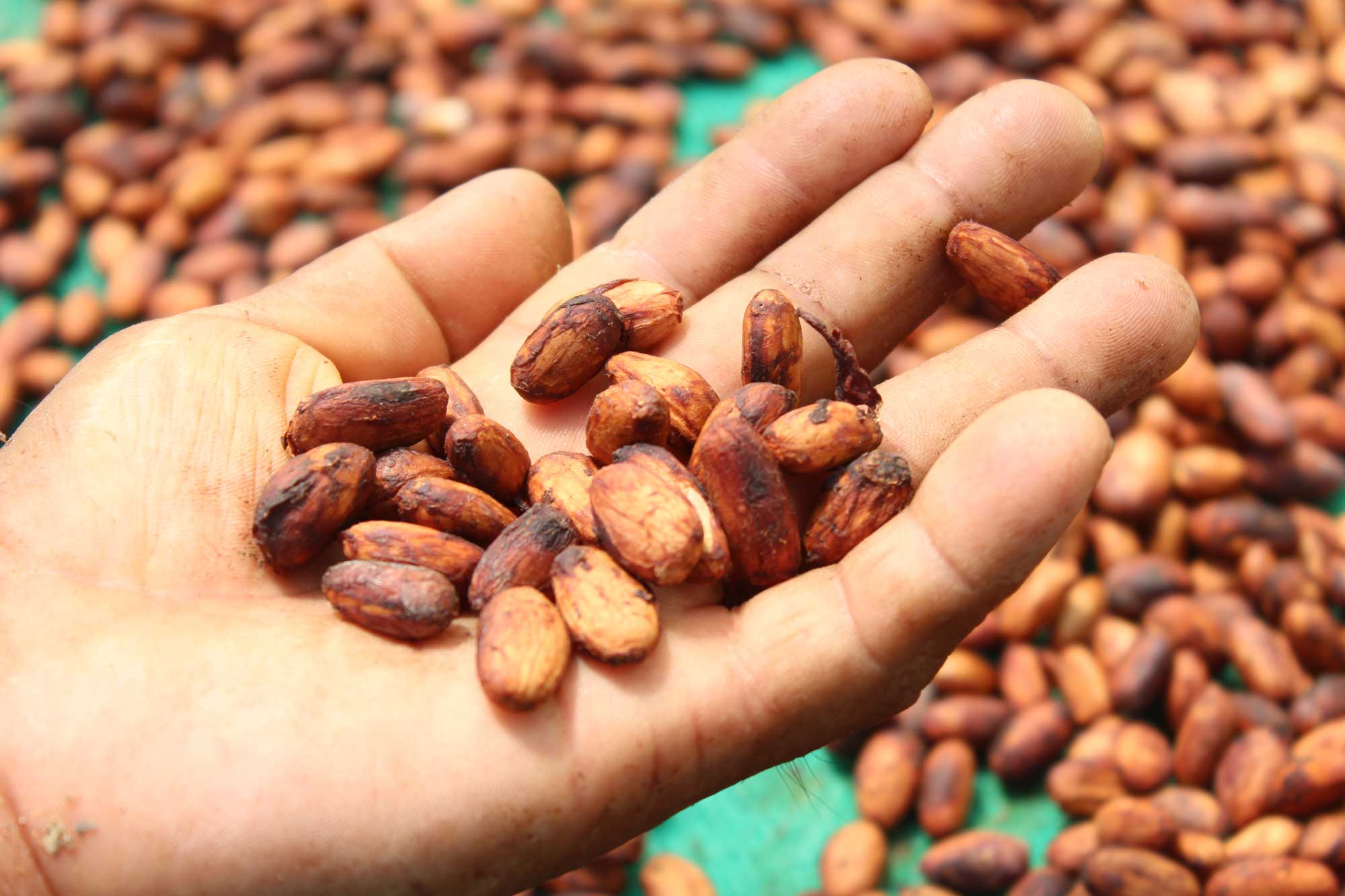 Cacao Yurakaré es reconocido como uno de los mejores del país y representará a Bolivia en evento internacional.