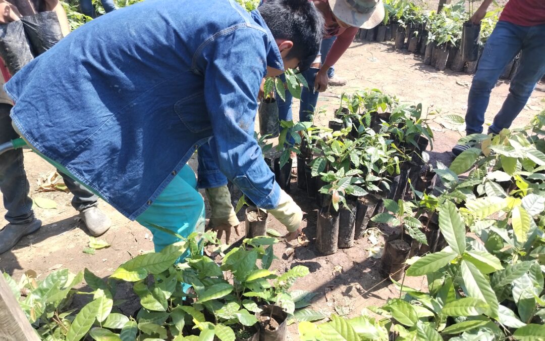 Productores y técnicos fortalecen el cacao silvestre con jornadas de mantenimiento y control de plagas