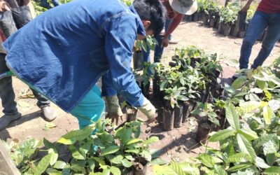 Productores y técnicos fortalecen el cacao silvestre con jornadas de mantenimiento y control de plagas